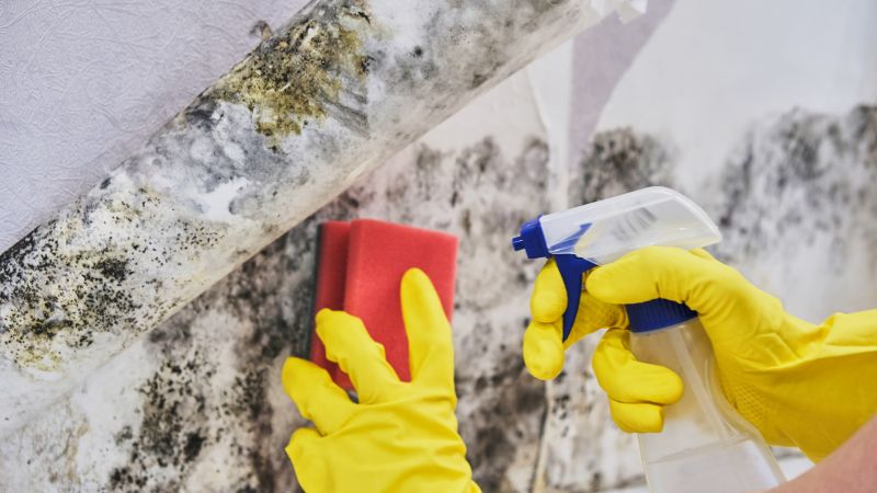 Mold Abatement Service