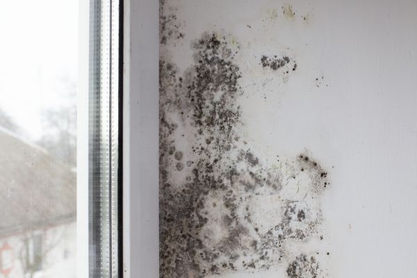 Apartment Mold Inspection